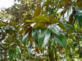 Green leaves of southern magnolia (Magnolia grandiflora) or bull bay in the Public Garden (Jardin public), Bordeaux, France
