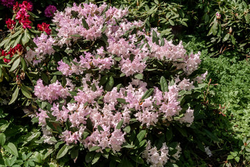 Yakushima Rhododendron Cultivar (Rhododendron yakushimanum) in park