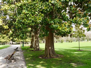 Southern magnolia (Magnolia grandiflora) or bull bay in the Public Garden (Jardin public), Bordeaux, France