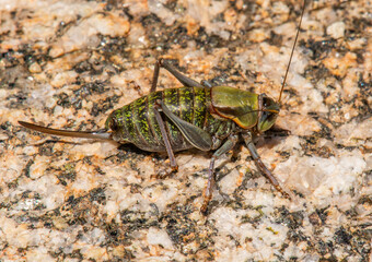 Mormon Cricket