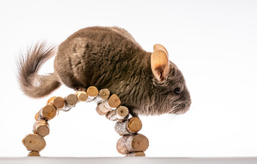 cute little chinchilla isolated on white background