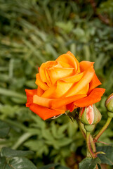 Garden Rose (Rosa hybrida) in garden