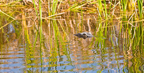 front view, medium distance of an alligator resting in the tropical lake waters, stealthy waiting, for next meal, with just eyes and nostrils above water, and camouflaged by surronding reeds