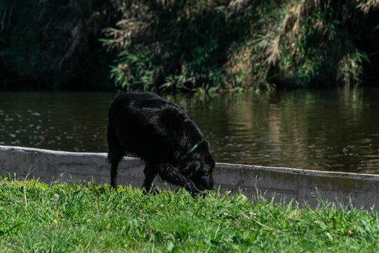 black dog on the river