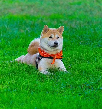 Dog lying on the grass with orange scarf
