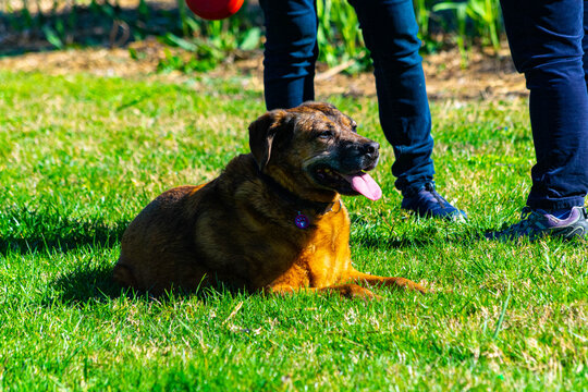 
Dog lying on the grass