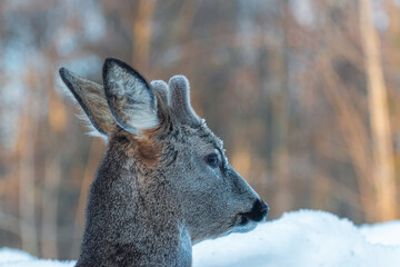 Deer, roebock, portrait in front of blurred background