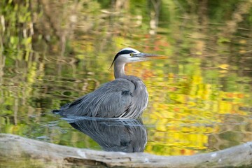 Great Blue Heron sitting in water with evening reflections