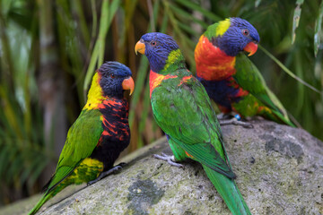 Three rainbow lorikeets in the Jardin de Balata, Martinique