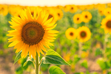 Obraz premium sunflower close-up, sunflower field, background. Focus selective