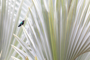 A colorful magenta and blue hummingbird sits in a fan palm