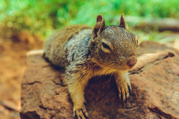 Zion National Park, Utah, USA