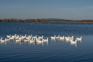 Domestic geese swim on the lake against the background of the mountain.