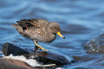 The yellow-billed teal (Anas flavirostris)