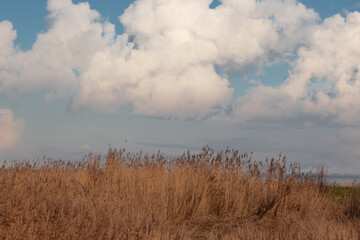 Dünen oder Gräser unter blauem Wolkenhimmel und die Nordsee im Hintergrund, Dangast, Niedersachsen, Deutschland