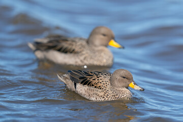 The yellow-billed teal (Anas flavirostris)