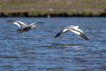 The Upland goose or Magellan goose (Chloephaga picta)