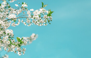 Spring cherry tree in full bloom