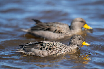 The yellow-billed teal (Anas flavirostris)