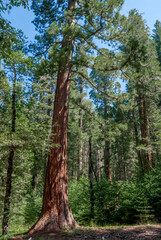 Fototapeta premium Giant Sequoia (Sequoiadendron giganteum) in Tuolumne Grove of Giant Sequoias, Yosemite National Park, California, USA