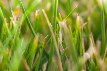 Green lawn very close up in macro photography