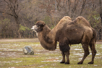 Bactrian two-humped camel in a zoo in the Czechia. (Camelus bactrianus)