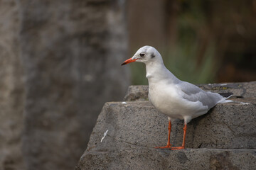 Black-headed gull standing on a rock. (Chroicocephalus ridibundus)