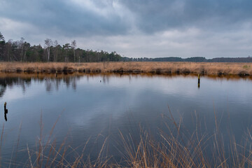 Pietmoor in der Lüneburger Heide Moor 
