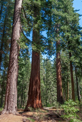 Obraz premium Giant Sequoia (Sequoiadendron giganteum) in Tuolumne Grove of Giant Sequoias, Yosemite National Park, California, USA