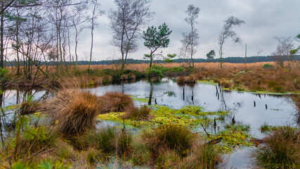 Pietmoor in der Lüneburger Heide Moor 