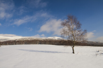 Winter mountain landscape, a lonely tree, Bieszczady Mountains