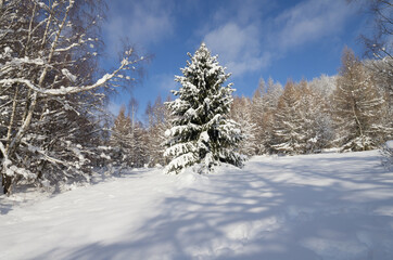 fir tree covered with snow in winter in the forest