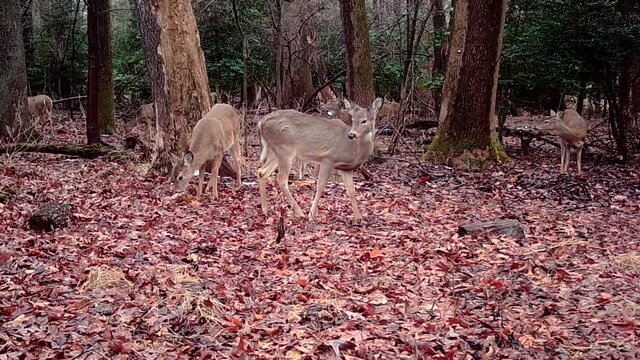 herd of wild whitetail deer in forest in winter