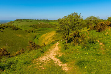 Fototapeta na wymiar A view down the upper path of the longest dry valley in the UK on the South Downs near Brighton in springtime