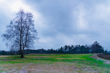 die Lüneburger Heide in Niedersachsen im Winter