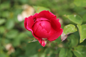 Pink rose bush blooming on rose field