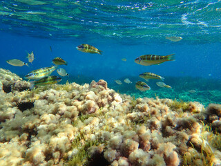 Fototapeta na wymiar School of fish underwater in the Mediterranean sea, ornate wrasse ( thalassoma pavo ) Algerian beach, jijel Algeria