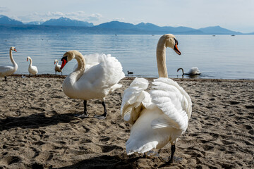 Two mute swans standing on the beach with backgrounds of lake and mountain. Cygnus olor. Lausanne,...