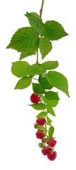 Raspberry branch with ripe red berries and leaves. Isolated. Close-up. Vitamins. Antiviral treatment.
