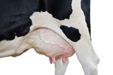 Cow udder close up isolated on white. Farm animals - obrazy, fototapety, plakaty