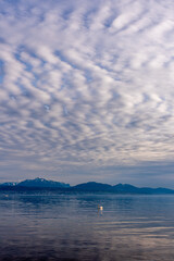 Mute swan swimming in lake Geneva with background of clouds and mountain. Beauty in nature. Cygnus olor. Lausanne, Switzerland.