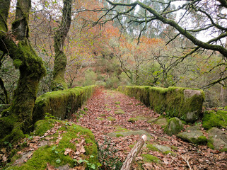 Puente medieval en bosque autóctono gallego
