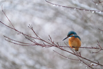 Naklejka premium Eisvogel