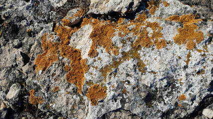 Yellow lichen on a stone. Stone texture, lichen.