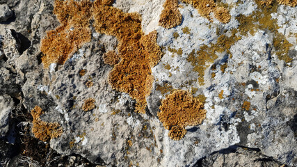 Yellow lichen growing on a stone. Stone texture, lichen.
