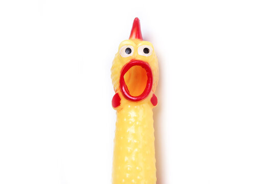 The detail of the head of the rubber chicken toy.  Looking like it screams. Isolated on white background. 