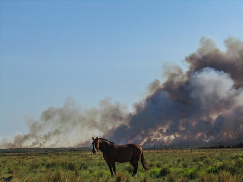 Caballo marr&oacute;n bayo con incendio de fondo en el campo