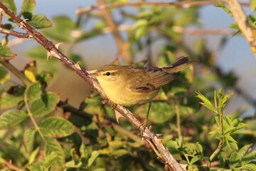 Willow Warbler perched