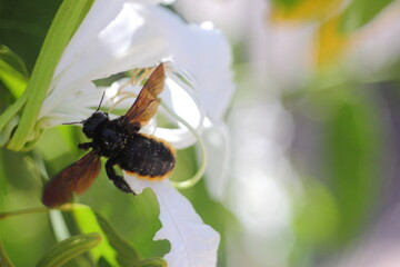 abejorro negro recolectando polen de flor blanca de pata de vaca o Bauhinia forficata