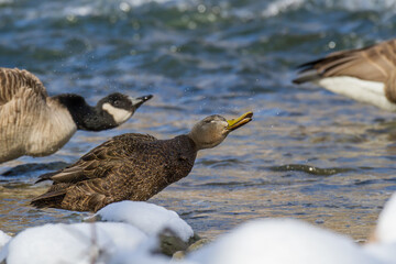 American Black Duck shaking the water droplets off after bathing in a shallow river. 